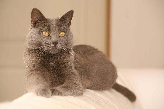 chat des cahrtreux sur canap&eacute;