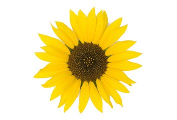 Sunflower isolated on white background