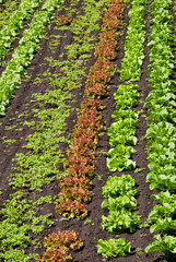 Rows of Lettuce