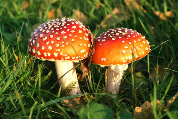 Two red, toxic, toadstools close together