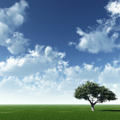 Fototapeta na wymiar Alone tree and beautiful sky with clouds.
