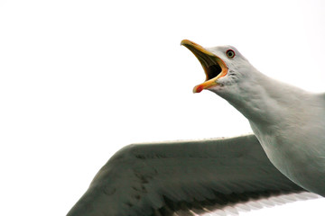 Seagull