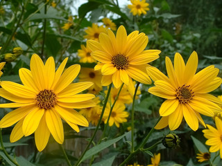 3 yellow flower