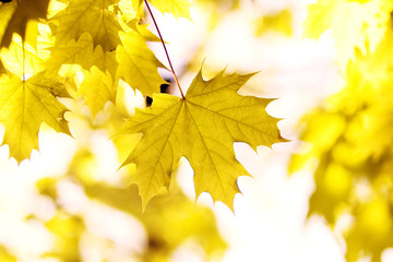 yellow leaves, shallow focus