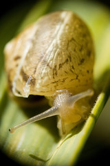 snail