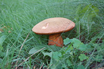 der pilz inder wiese
