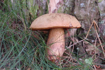 der pilz in der wiese