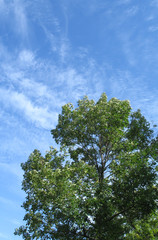 Obraz premium green tree and blue sky