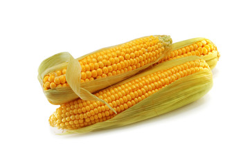 corn isolated on white background
