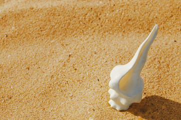 white cockleshell on sand closeup