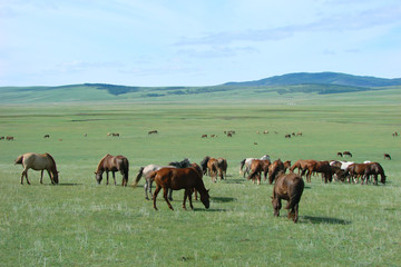 Fototapeta na wymiar Mongole step