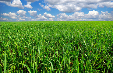 Fototapeta premium field