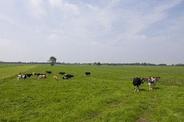 cattle cows in Dutch landscape