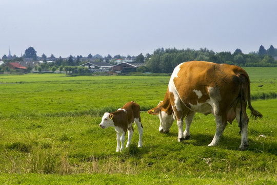 Cow with little calve
