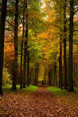 Obraz premium autumn colors in the forest