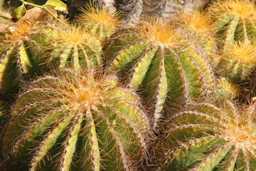 Closeup of small golden barrel cacti.
