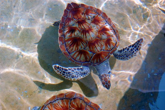 Young Loggerhead Sea Turtle