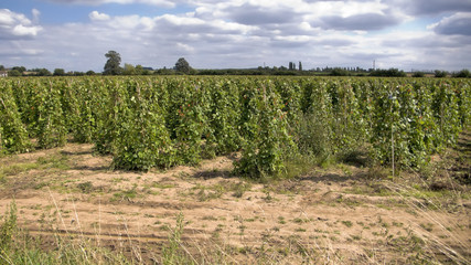Fototapeta premium green kidney beans growing in a field