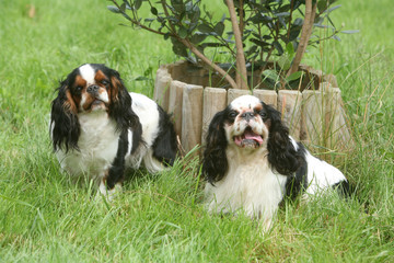 duo d'épagneuls king charles