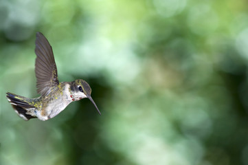 Hummingbird watching the watcher