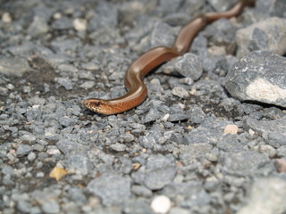 Blindschleiche auf Beutezug