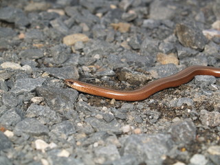 braune Blindschleiche - glänzende Schönheit