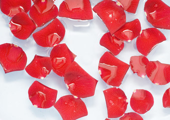 rose petals in water great as a background