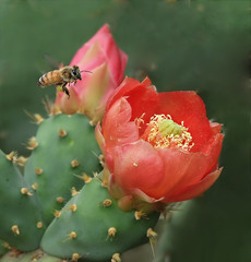 A bee flaying to a cactus flower