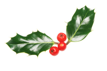 Two holly leaves and berries isolated on white