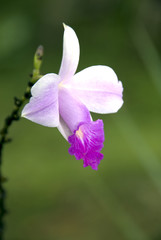 Fototapeta premium Arundina Bambusifolia - Bamboo Orchid