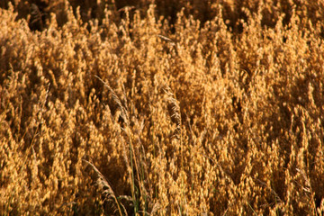 Obraz premium oat field at harvest