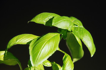 Basil with black background