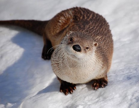 1 069 Best Loutre Images Stock Photos Vectors Adobe Stock 1 069 Best Loutre Images Stock Photos Vectors Adobe Stock