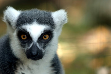 Lemur