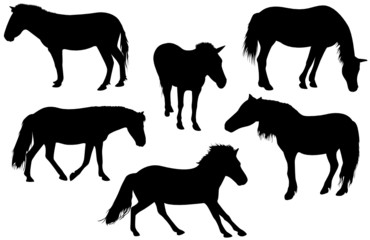 Set of detailed horses - 9122629