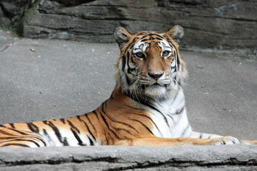 Amur Tiger