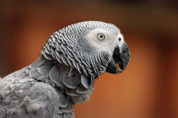 African Grey Parrot
