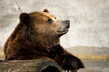 Brown Bear Thinking