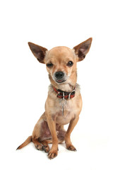 a cute little chihuahua on white