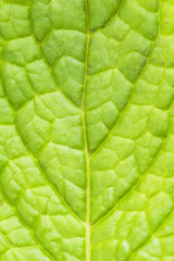 Fototapeta na wymiar abstract of a fresh green mint leaf