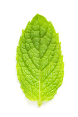 mint leaf macro isolated against white background
