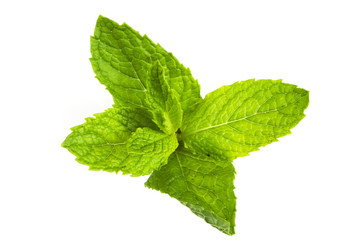 mint leaves isolated against white background
