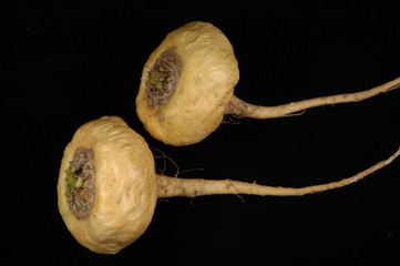 maca - lepidium meyenii