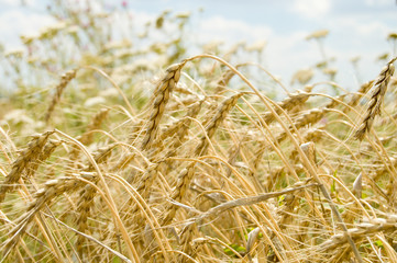 field of ripe wheat gold color south Ukraine