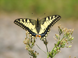 yellow machaon (swallowtail) butterfly