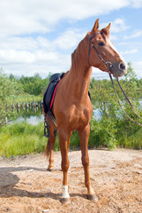 racehorse outdoor.Stallion on the nature
