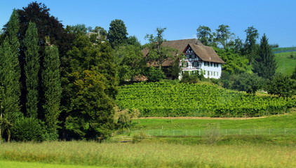 vignoble et chateau