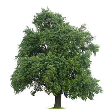 Isolated tree against a white background