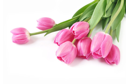 Pretty pink tulips, on white surface.