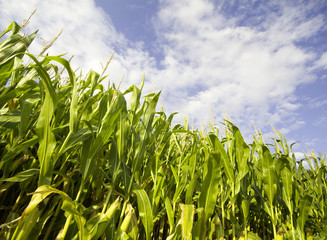 Fototapeta premium corn field